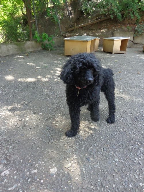 პუდელი ლომა