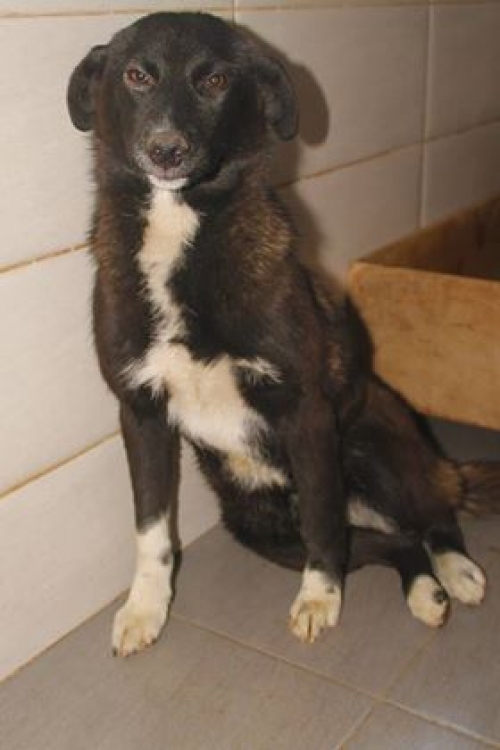 მეტისი უსახელო