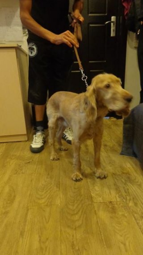 ამერიკული კოკერსპანელი პაკო