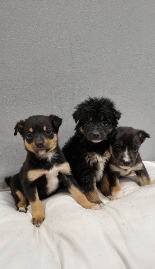 მეტისი უსახელო