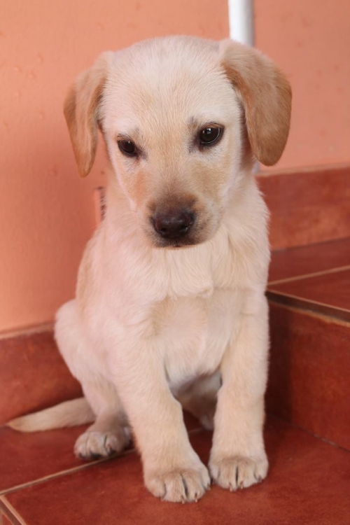 ლაბრადორის მეტისი უსახელო