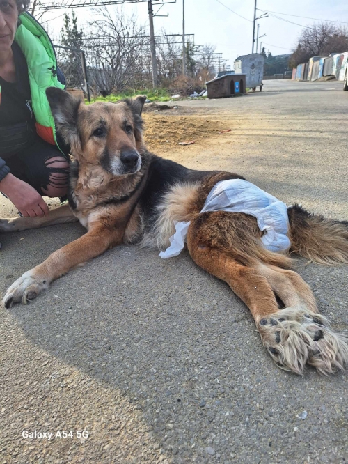 გერმანული ნაგაზი მუხიანი.სახელი როკი