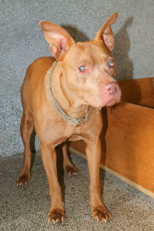 პიტი ნოლა