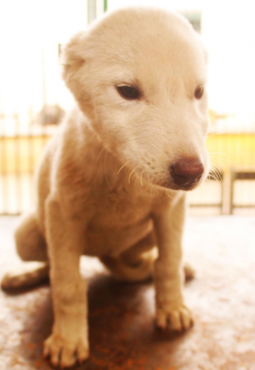 ქართული ქოფაკი უსახელო