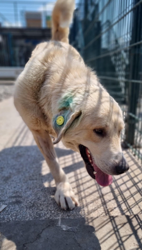 ქართული ქოფაკი გადმოყვანილია ცხოველთა მონიტორინგის სააგენტოდან, სოფო ბეროშვილის სახელით