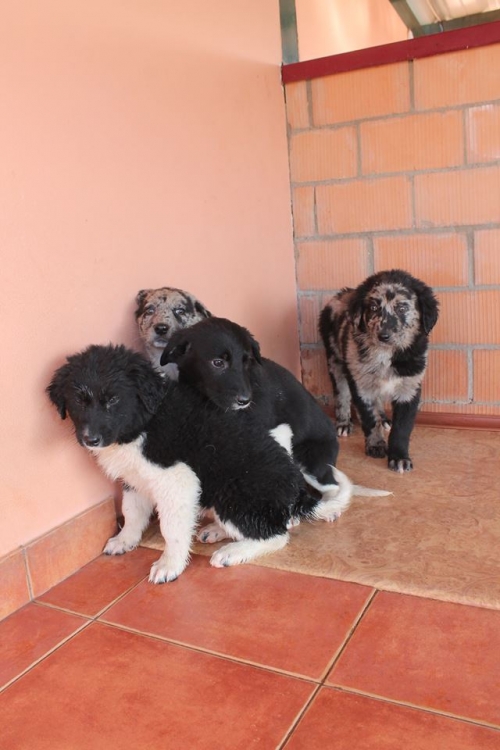 ქართული ქოფაკი უსახელო