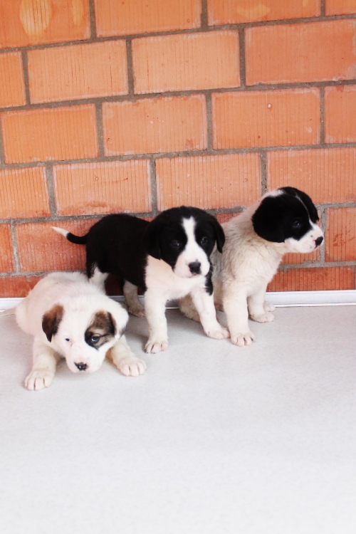 ქართული ქოფაკი უსახელო