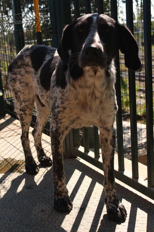 სეტერის მეტისი უსახელო