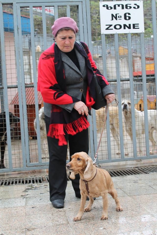 ინგლისური კოკერსპანელი ლილუ