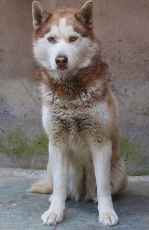 ლაიკა უსახელო