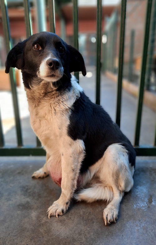 მეტისი ორხევი ფიროსმანის ქჩ