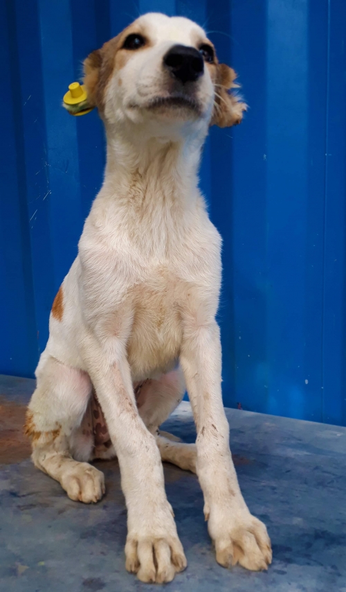 მეტისი უსახელო