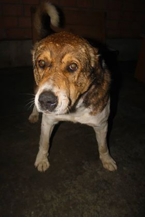 ქართული ნაგაზი უსახელო