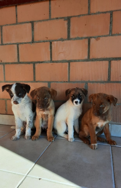 მეტისი დუშეთის რ. სოფ. ოძისი.