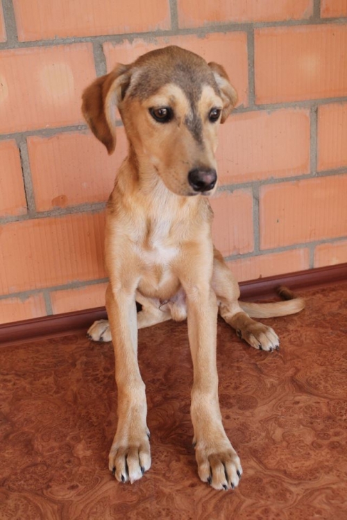 მეტისი უსახელო