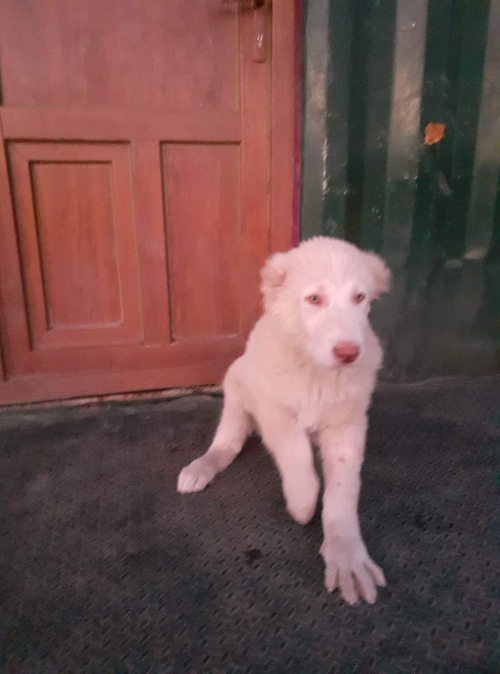 ქართული ნაგაზი ხოდა