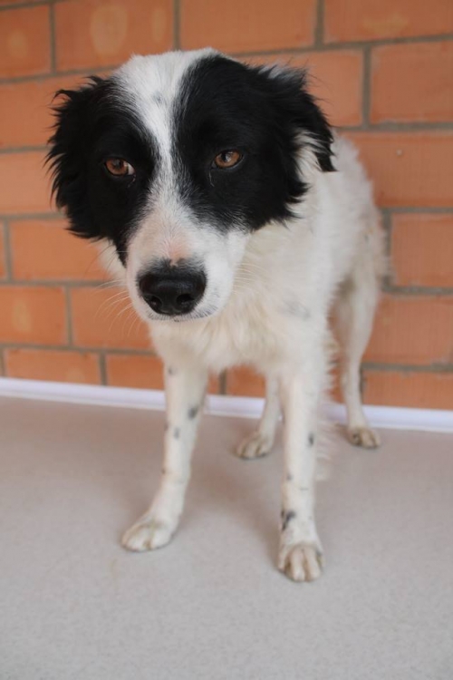 მეტისი ბიბი