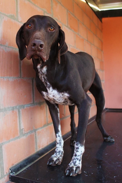 კურცხაარი ჯეკა