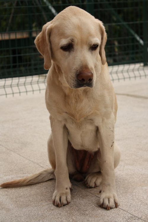 ლაბრადორი ბუბუ