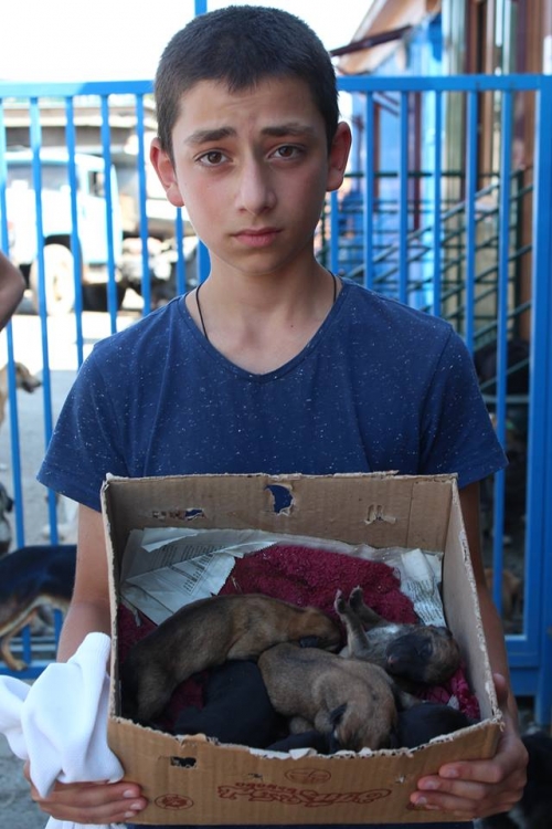 მეტისის ლეკვები უსახელო