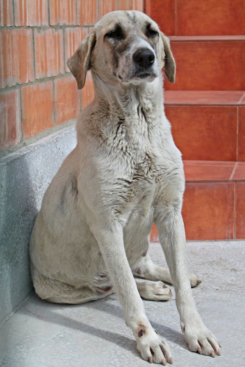 მეტისი უსახელო