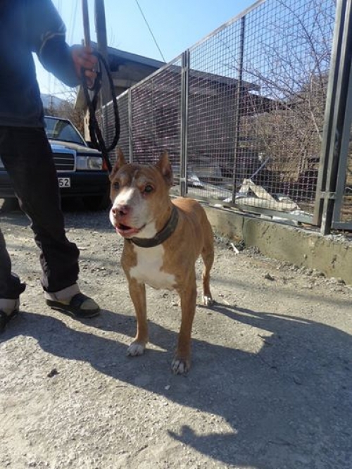 პიტი ტაისონა