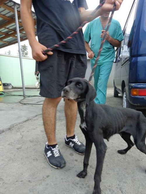 ირლანდიური სეტერი უსახელო