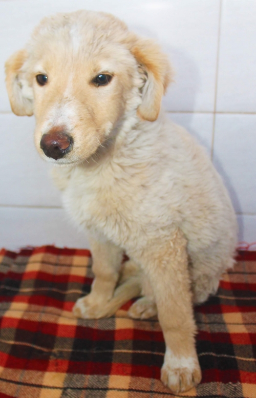 მეტისი უსახელო