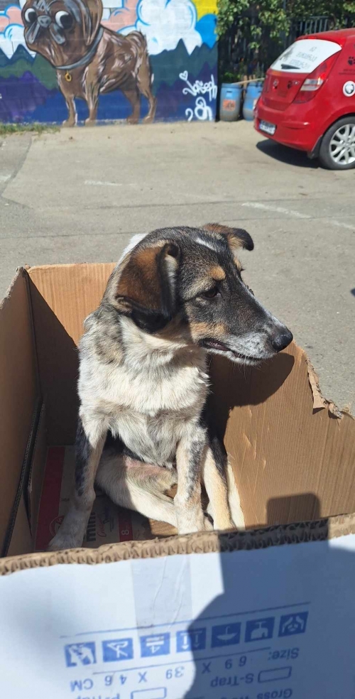 მეტისი ახალციხე ცუცა