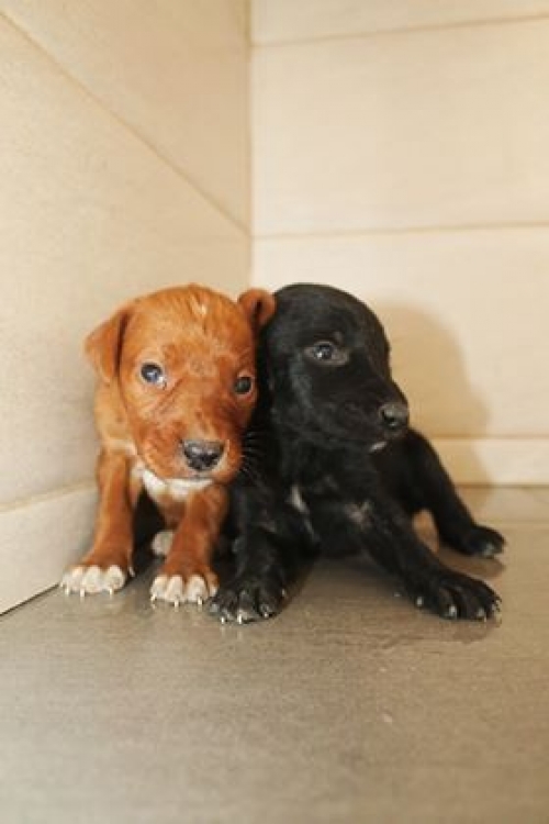 მეტისი უსახელო