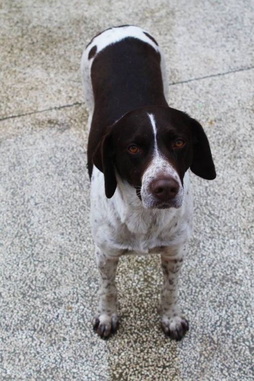 კურცხაალის მეტისი უსახელო