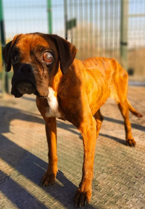 ბოქსიორი ვაზიანის გზა