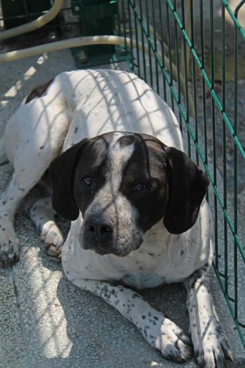 პოინტერის მეტისი ბიმი