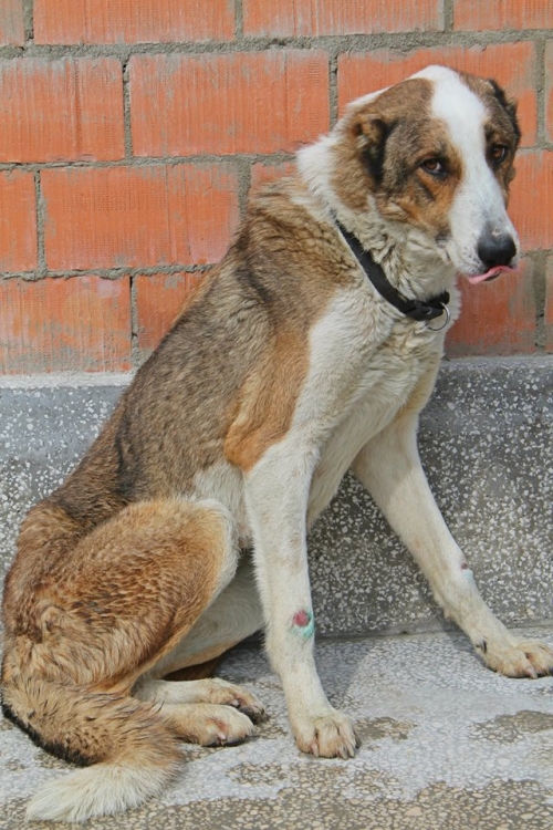 ქართული ქოფაკი უსახელო