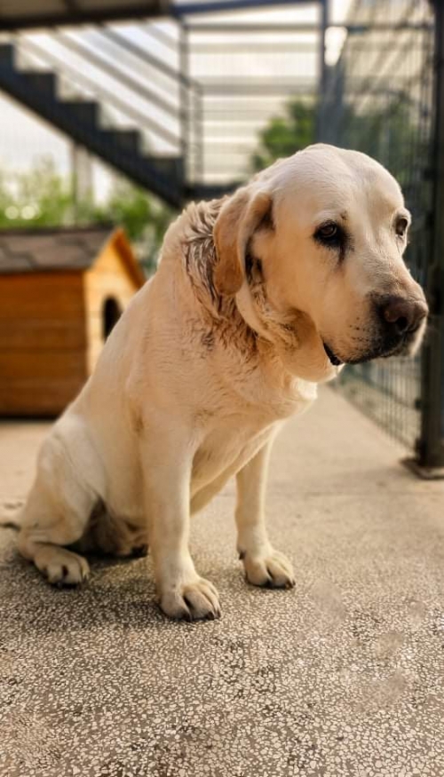 ლაბრადორი მეტრო დიდუბე