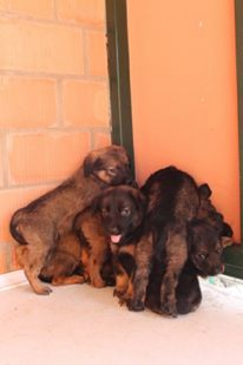 მეტისის ლეკვები უსახელო