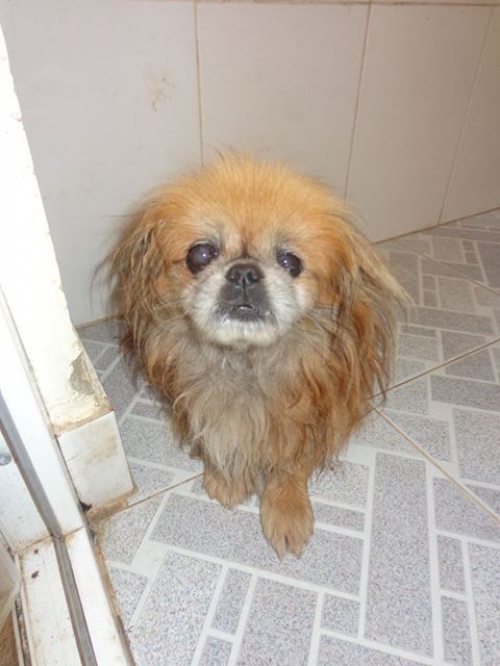 პეკინესი უსახელო