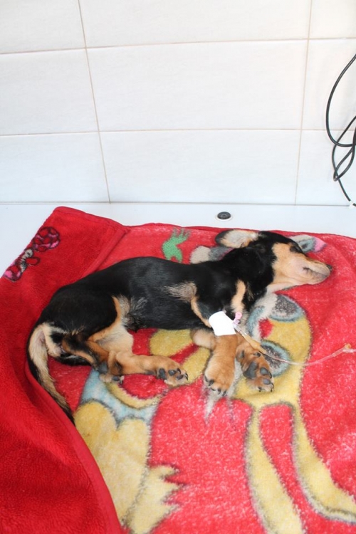 ტაქსა ლესი