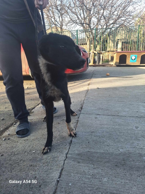 მეტისი გადმოყვანილია მუნიციპალური თავშესაფრიდან. ქინძმარაულის ქუჩის ძაღლია