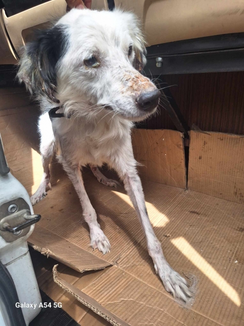 მეტისი გურჯანი