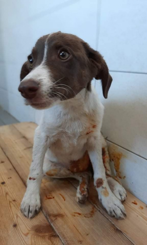 მეტისი საგარეჯო