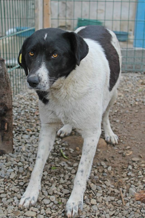 მეტისი უსახელო