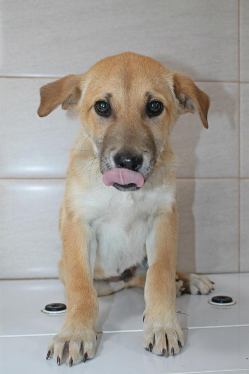 მეტისი უსახელო