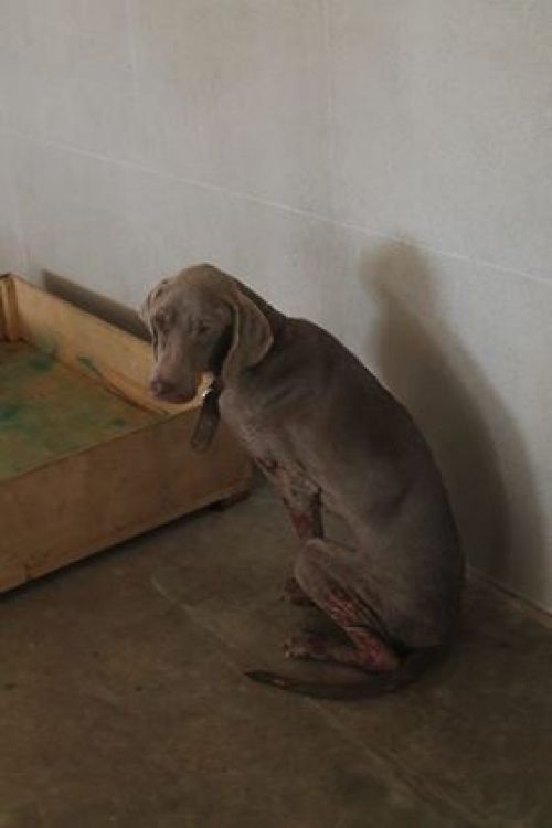 ვეიმარანერი უსახელო