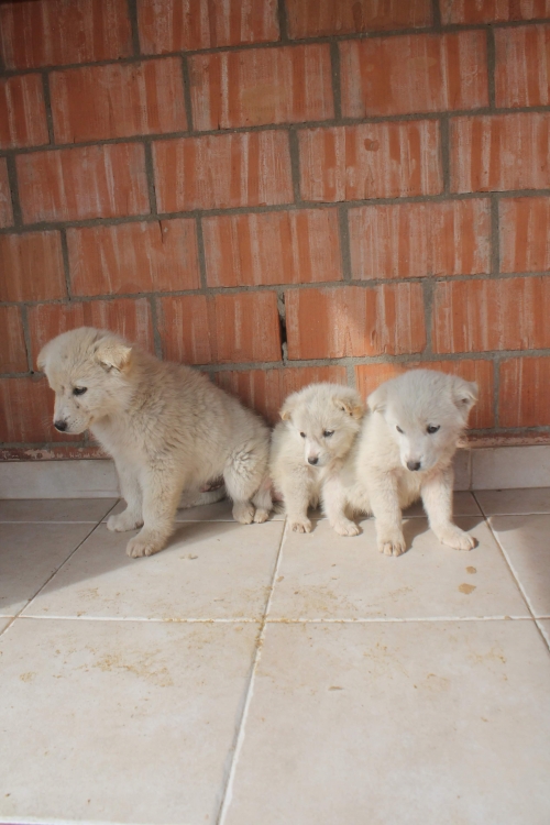 მეტისი უსახელო