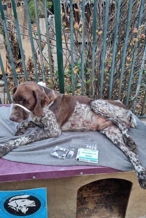 კურცხაარი დიღმოს ჭალებში ნაპოვნი