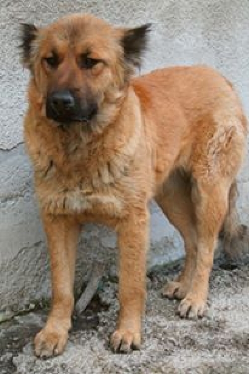 ქართული ქოფაკი ბათურა