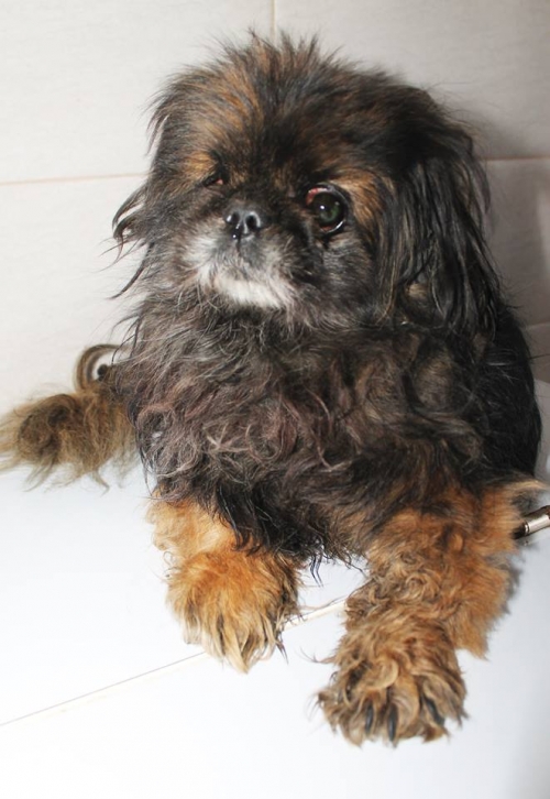 პეკინესი ტობი