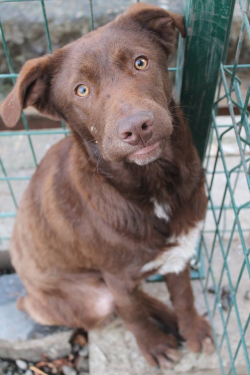 მეტისი უსახელო