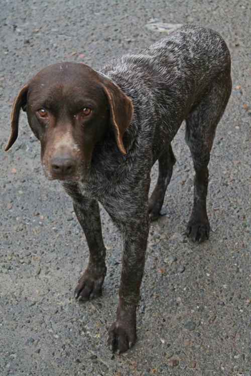 კურცხაარი უსახელო